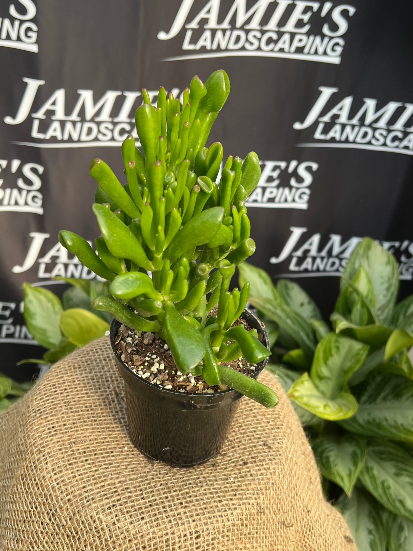 Crassula ovata | 'Hobbit' Jade Plant