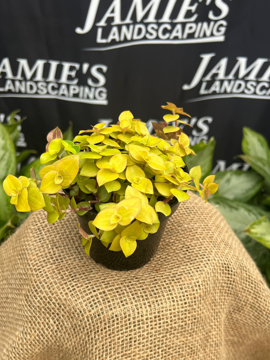 Tradescantia callisia repens 'Gold' | 'Gold' Callisia