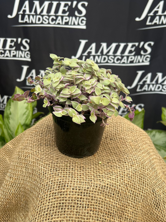 Tradescantia callisia repens 'Pink Panther' | 'Pink Panther' Callisia