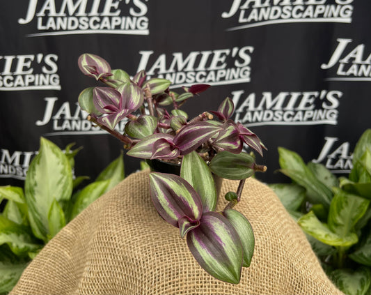 Tradescantia zebrina 'Purple Streaker' | 'Purple Streaker' Wandering Dude