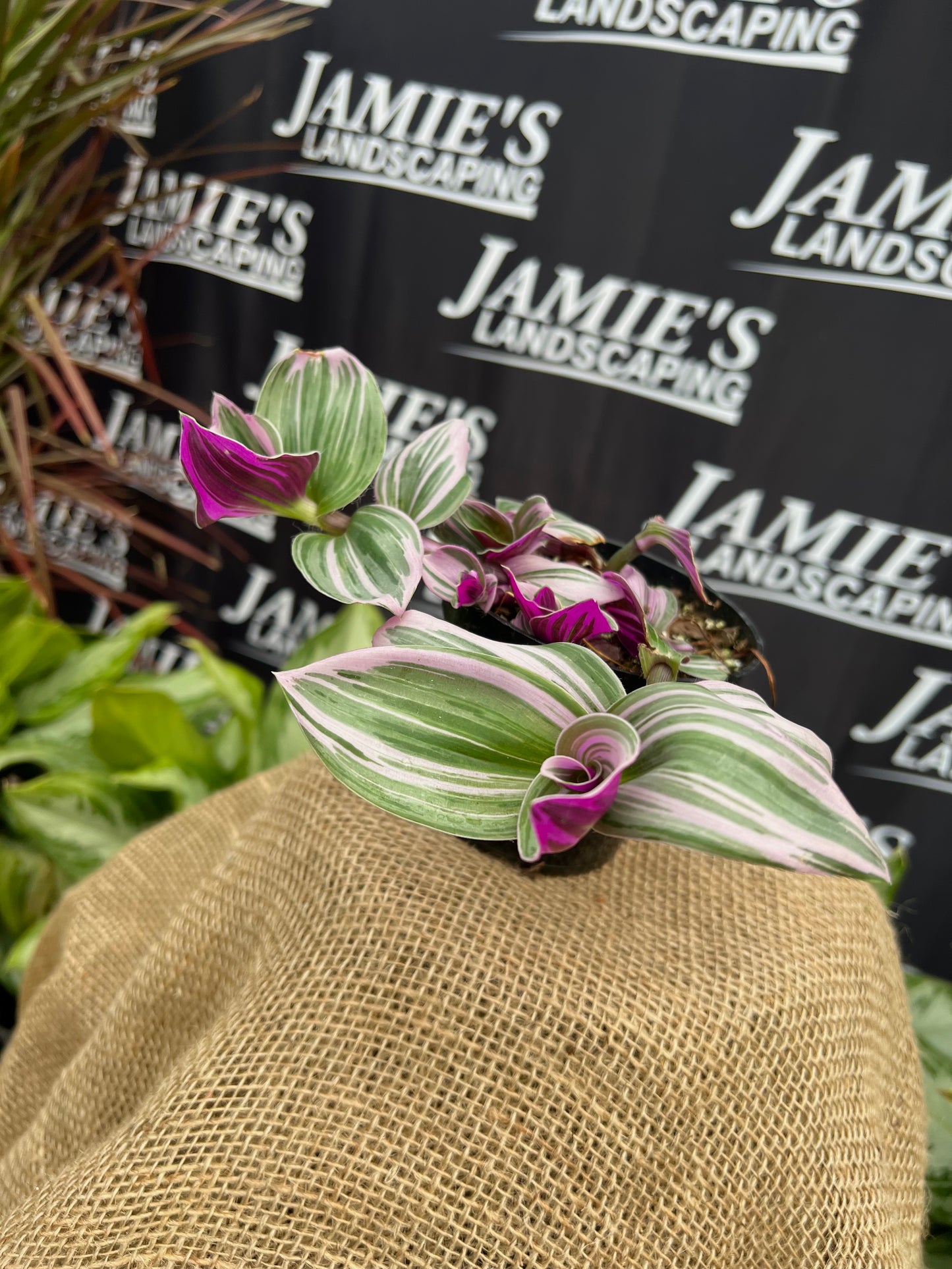 Tradescantia albiflora 'Nanouk' | 'Nanouk' Wandering Dude