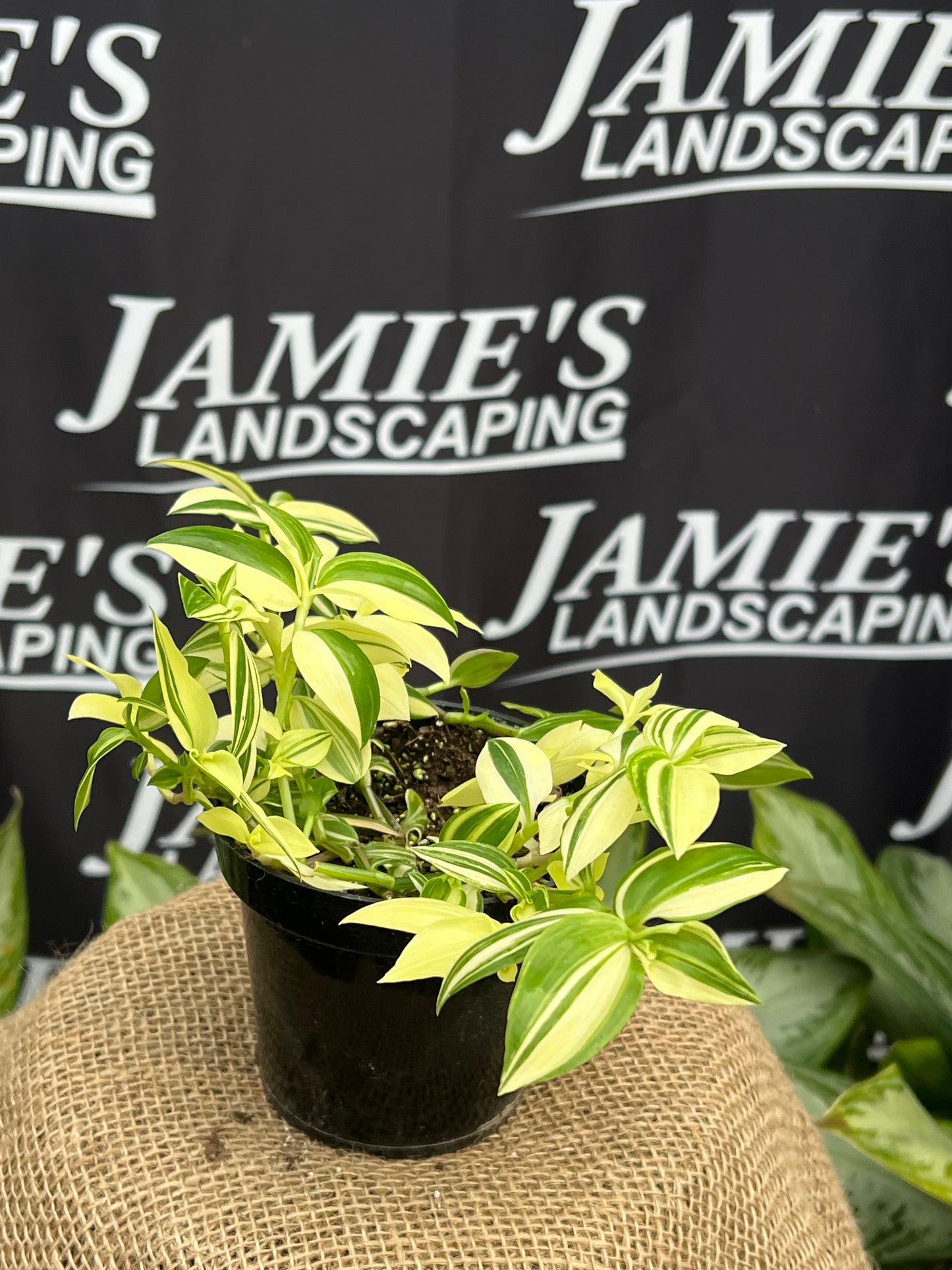 Tradescantia albiflora 'White Lightning' | 'White Lightning' Wandering Dude