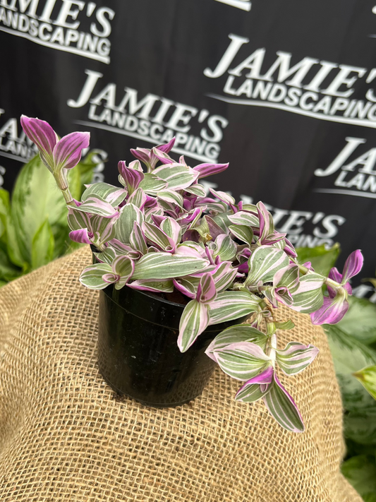 Tradescantia tricolor 'Pink Princess' | 'Pink Princess' Wandering Dude