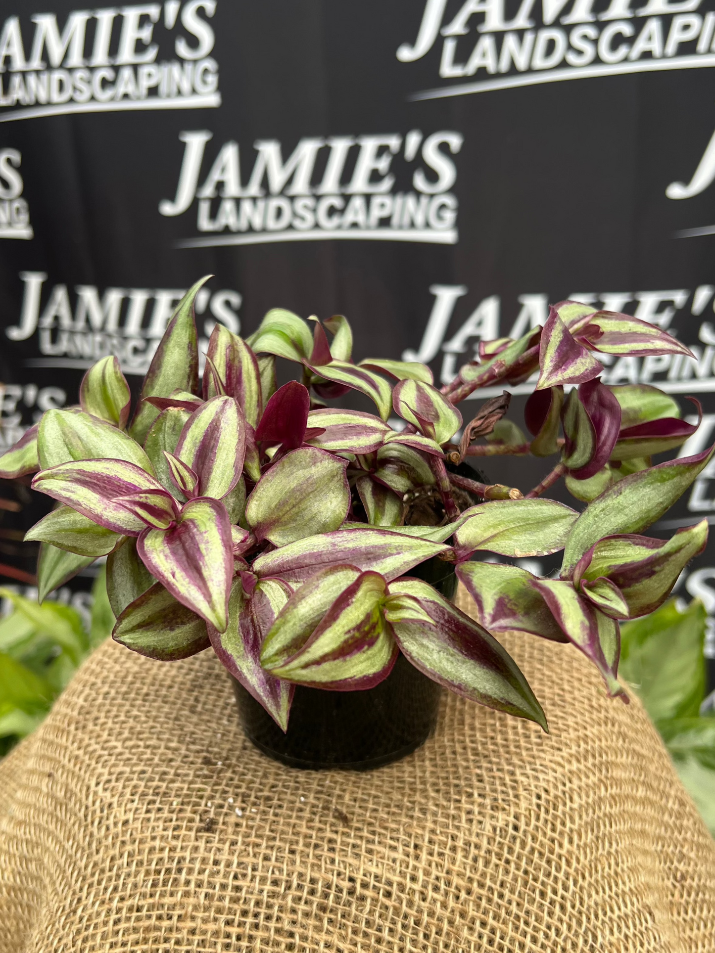 Tradescantia zebrina 'Silver' | 'Silver' Wandering Dude