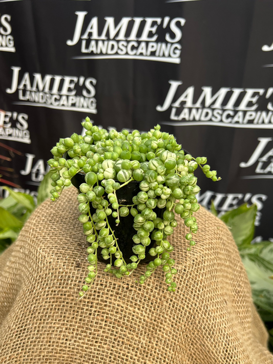 Senecio rowleyanus 'Variegata' | Variegated String of Pearls