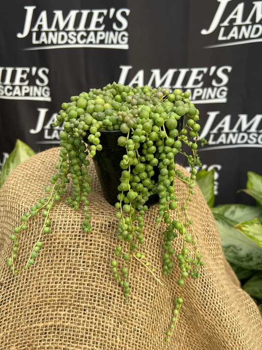 Senecio rowleyanus | String of Pearls