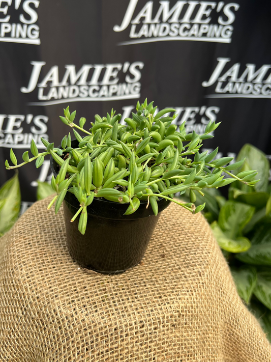 Senecio radicans | String of Bananas