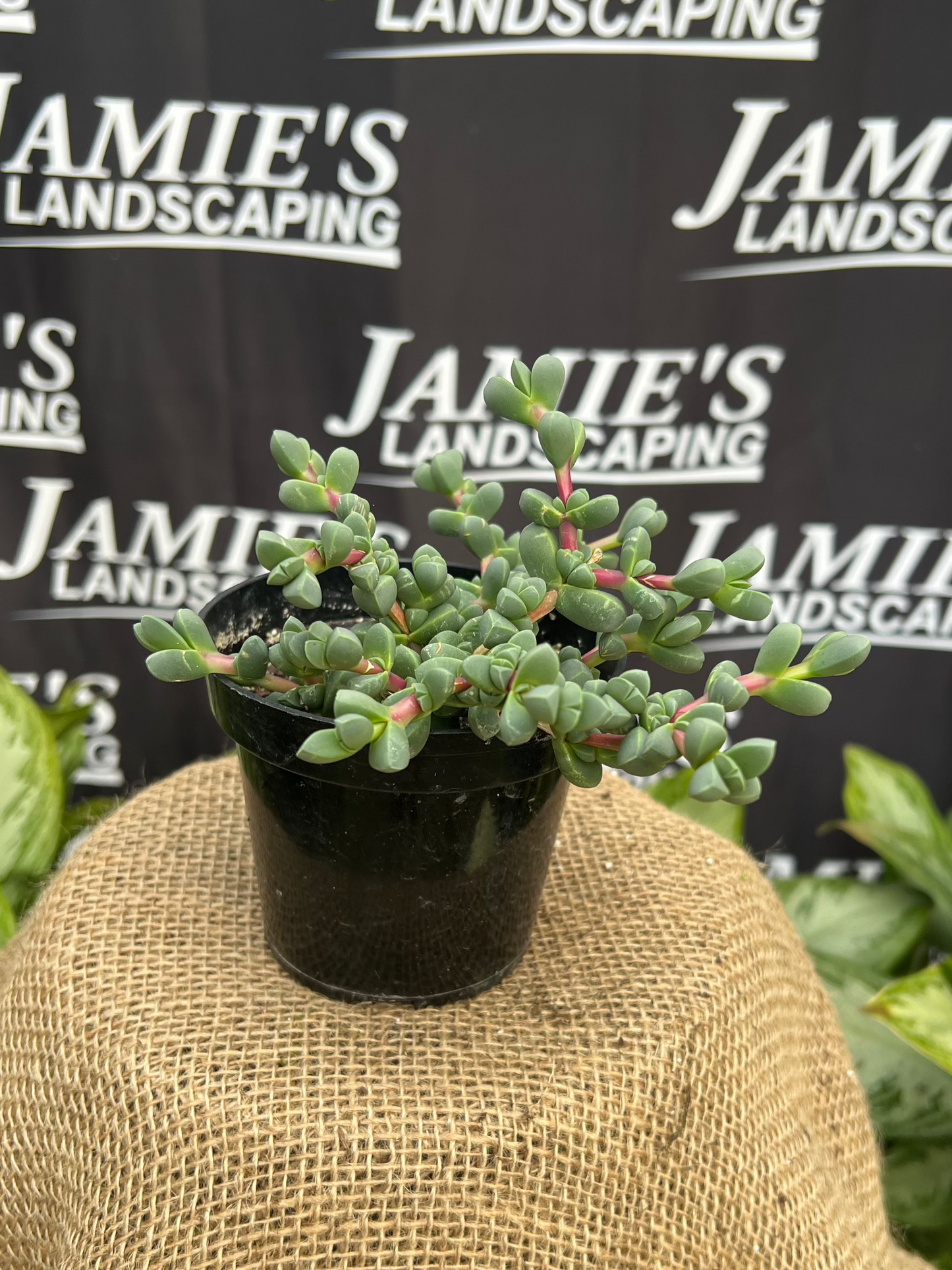 Corpuscularia lehmanni | Succulent Ice Plant