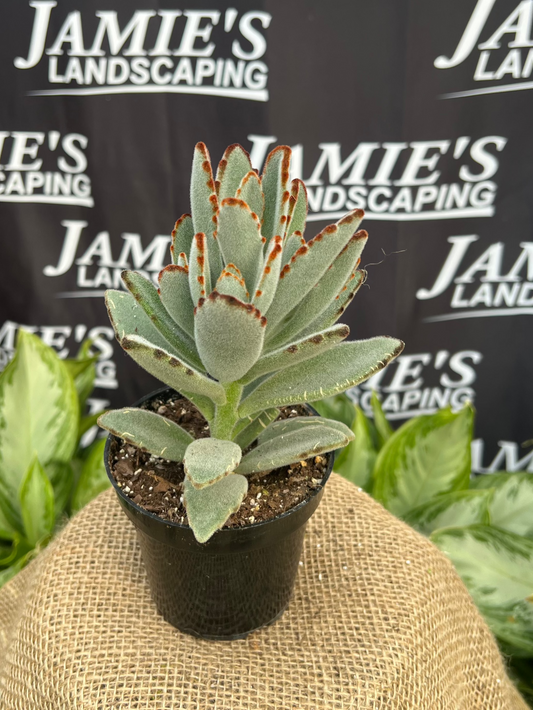 Kalanchoe tomentosa | Panda Plant