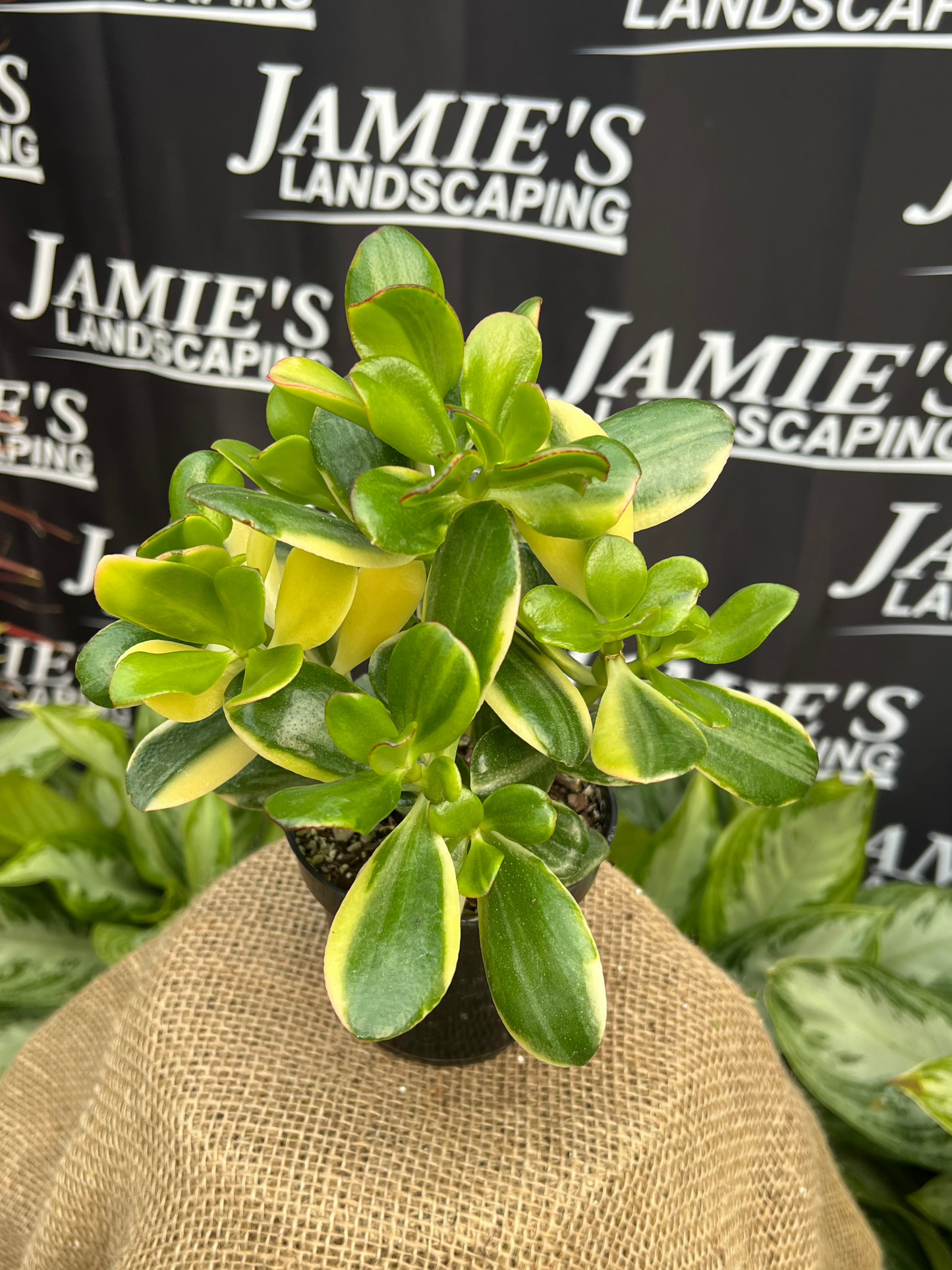 Crassula ovata 'Aureo Variegata' |Yellow Variegated Jade Plant