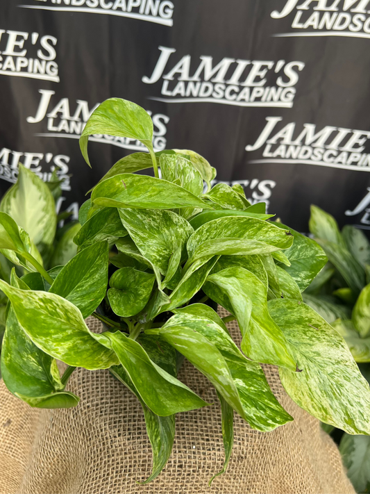 Epipremnum auremum 'Marble Queen' | 'Marble Queen' Pothos