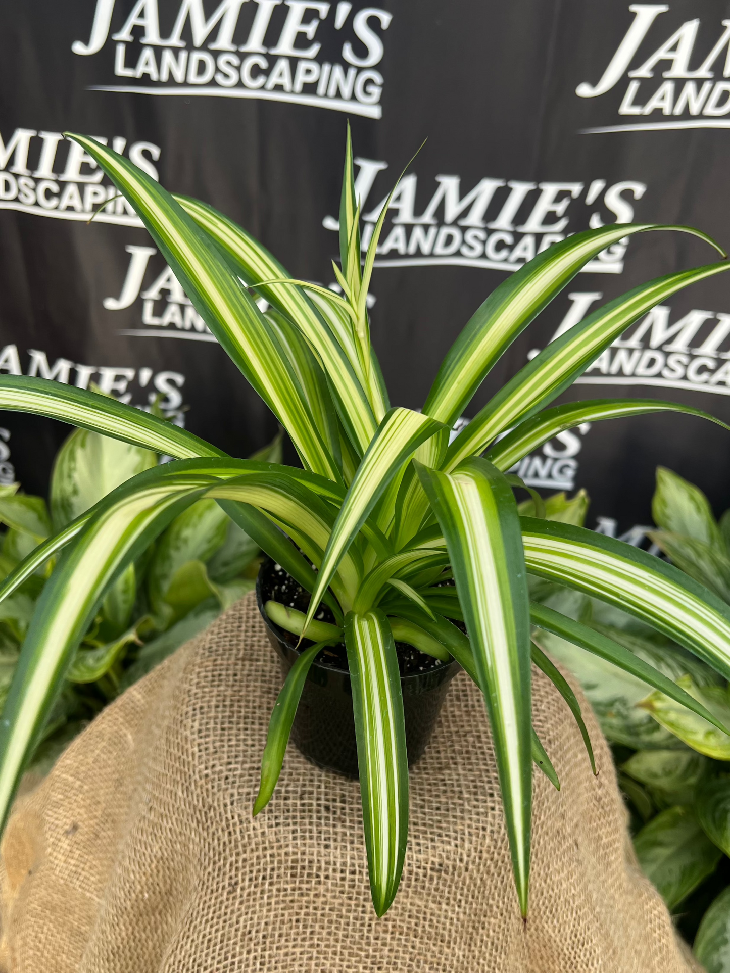 Chlorophytum comosum 'Golden Glow' | 'Golden Glow' Spider Plants