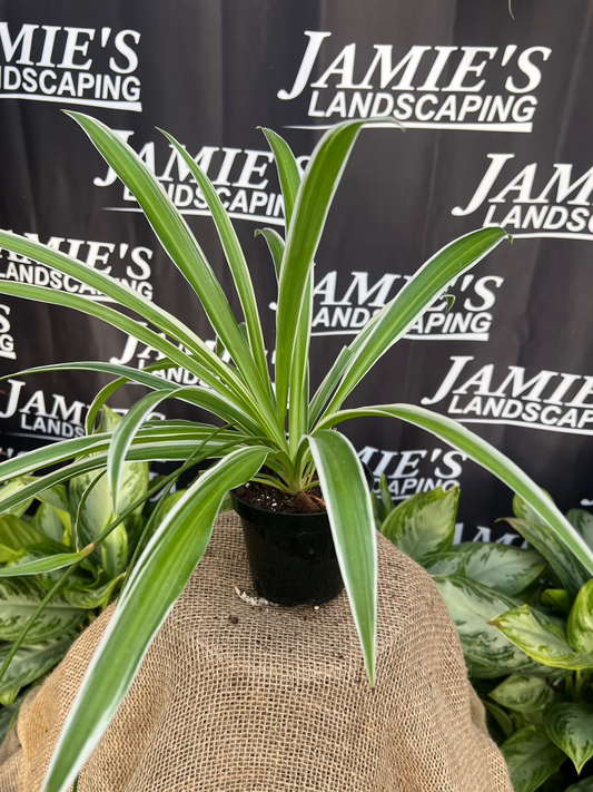 Chlorophytum comosum 'Variegata' | Variegated Spider Plant