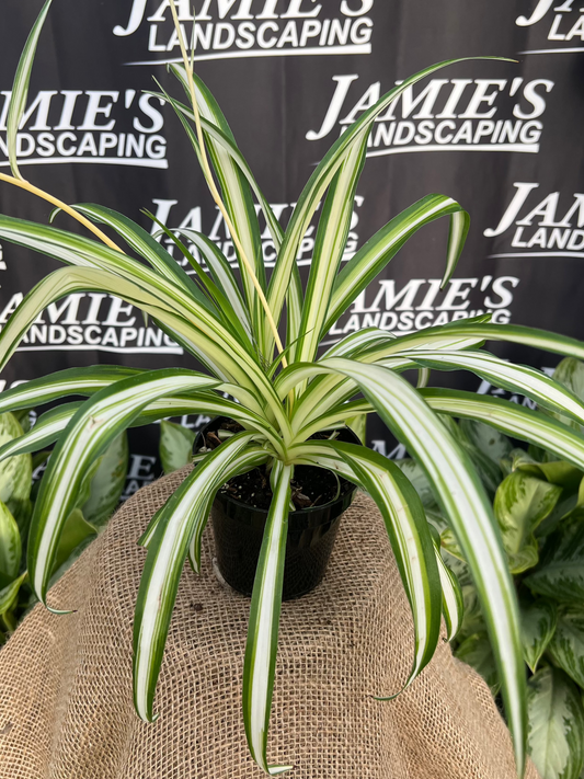 Chlorophytum comosum 'Medio-Picta' - 'Medio-Picta' Spider Plant