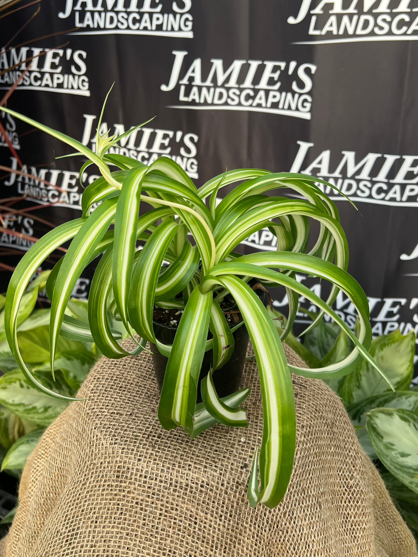 Chlorophytum comosum 'Bonnie' | Curly Spider Plant