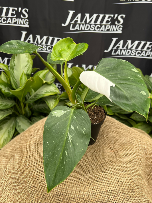 Philodendron erubescens 'White Princess' | 'White Princess' Philodendron