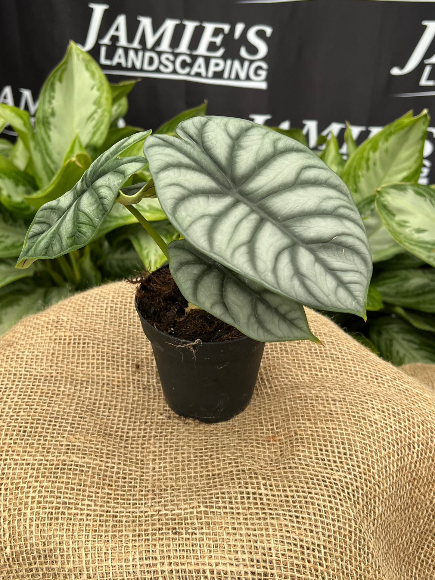 Alocasia baginda 'Silver Dragon' | 'Silver Dragon' Alocasia