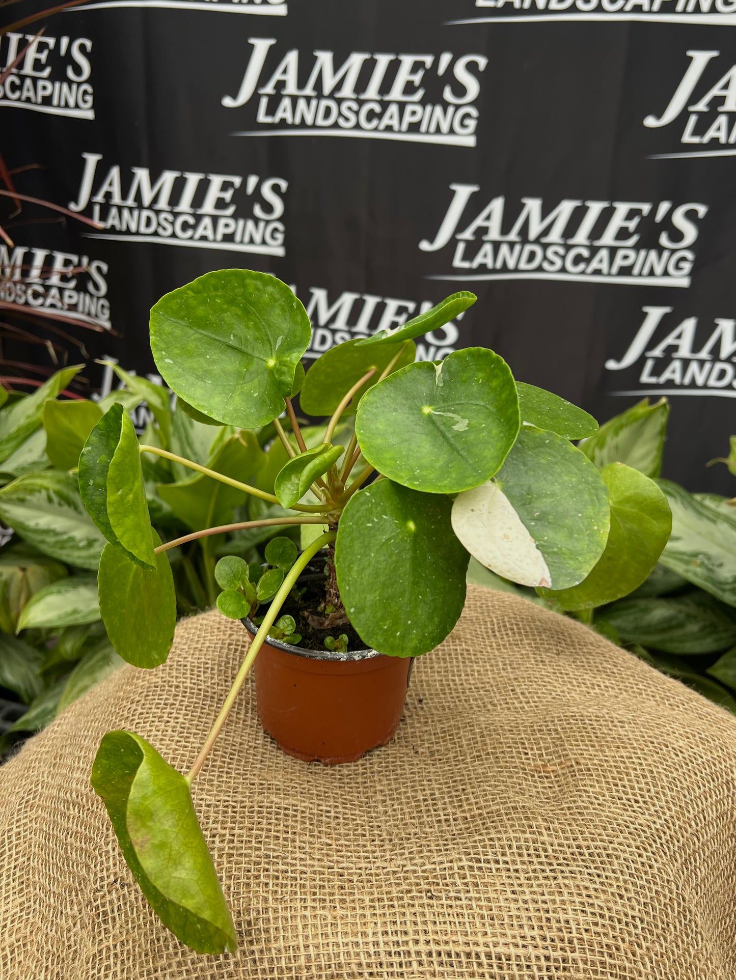 Pilea peperomioides 'White Splash' | 'White Splash' Pilea