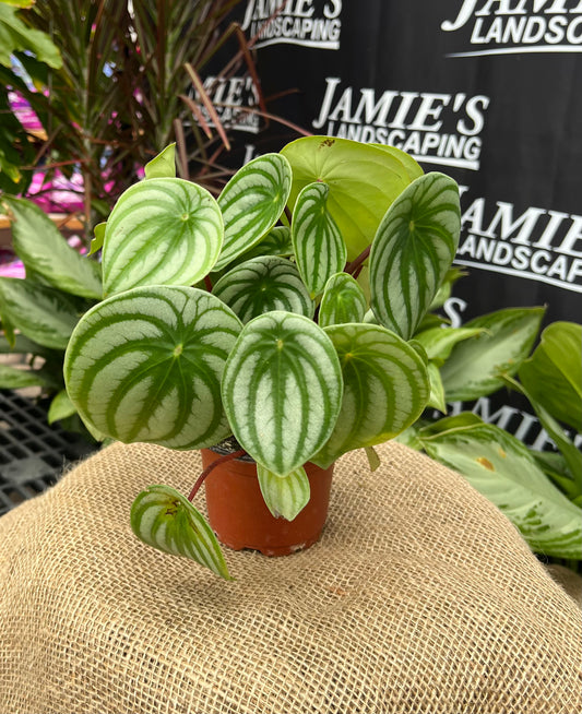 Peperomia argyreia | Watermelon Peperomia