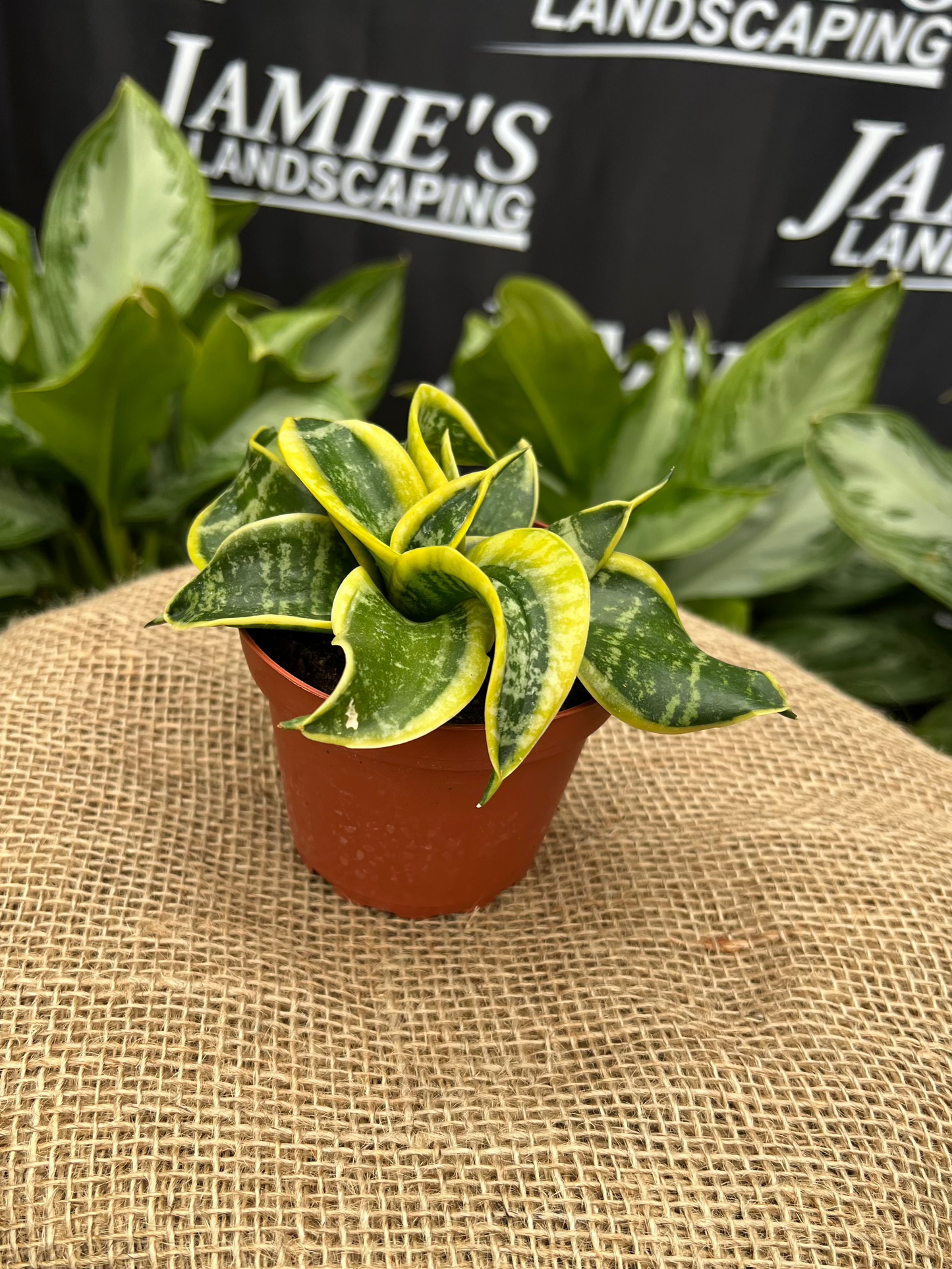 Sansevieria trifasciata 'Tornado' | 'Tornado' Snake Plant